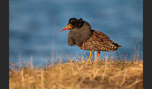 Kampfläufer (Philomachus pugnax)