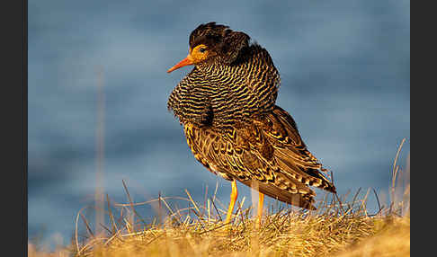 Kampfläufer (Philomachus pugnax)