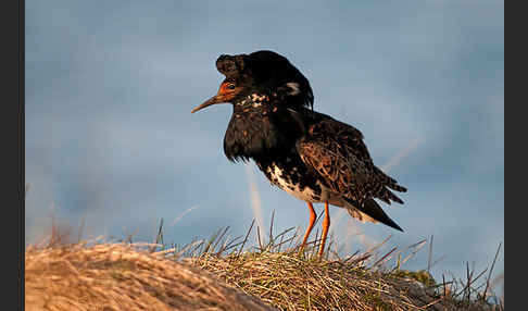 Kampfläufer (Philomachus pugnax)