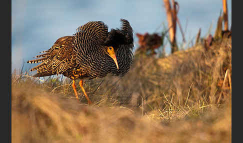 Kampfläufer (Philomachus pugnax)