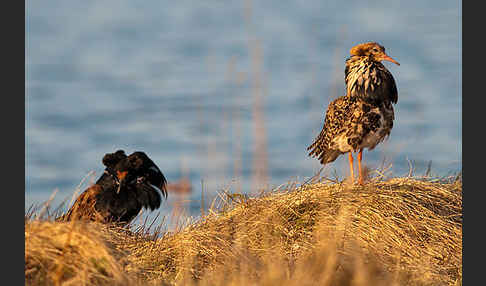 Kampfläufer (Philomachus pugnax)