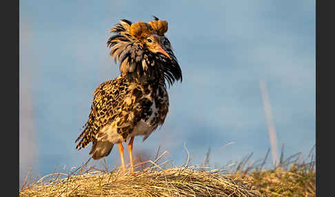 Kampfläufer (Philomachus pugnax)