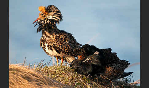 Kampfläufer (Philomachus pugnax)