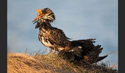 Kampfläufer (Philomachus pugnax)