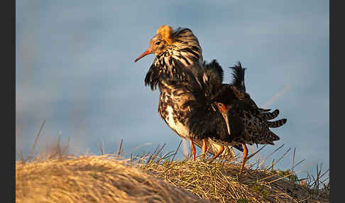 Kampfläufer (Philomachus pugnax)