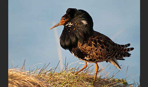 Kampfläufer (Philomachus pugnax)