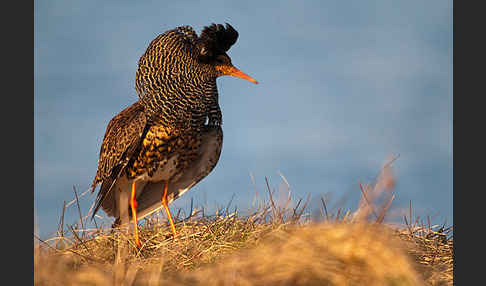 Kampfläufer (Philomachus pugnax)