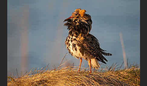 Kampfläufer (Philomachus pugnax)