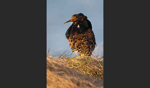 Kampfläufer (Philomachus pugnax)