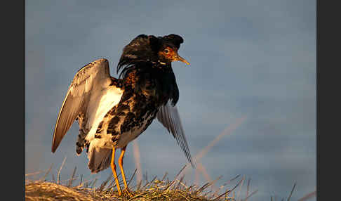 Kampfläufer (Philomachus pugnax)