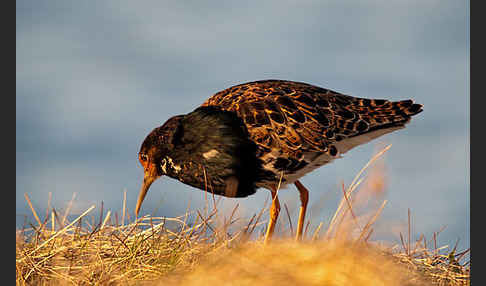 Kampfläufer (Philomachus pugnax)