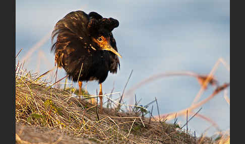 Kampfläufer (Philomachus pugnax)