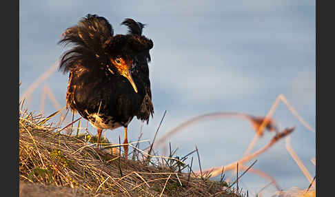 Kampfläufer (Philomachus pugnax)