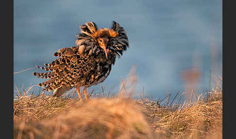 Kampfläufer (Philomachus pugnax)