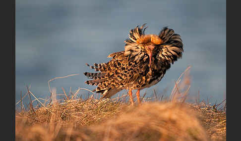 Kampfläufer (Philomachus pugnax)