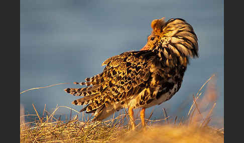 Kampfläufer (Philomachus pugnax)