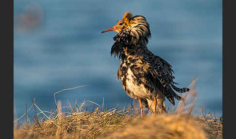 Kampfläufer (Philomachus pugnax)