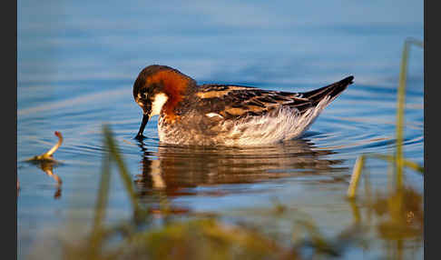 Odinshühnchen (Phalaropus lobatus)