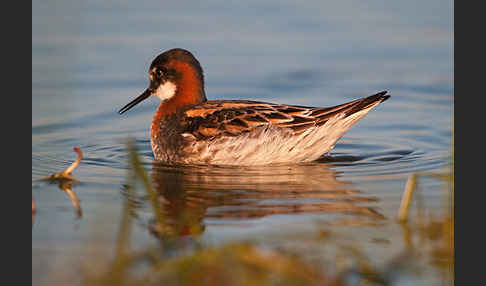 Odinshühnchen (Phalaropus lobatus)