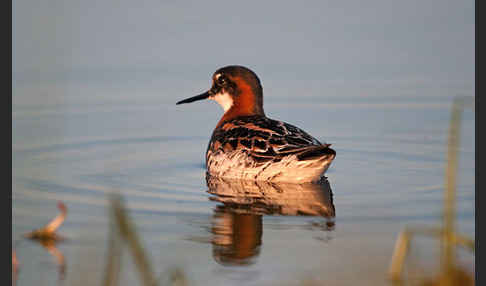 Odinshühnchen (Phalaropus lobatus)