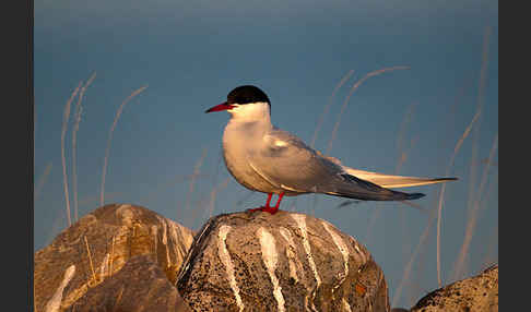 Küstenseeschwalbe (Sterna paradisaea)