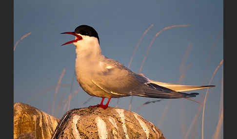 Küstenseeschwalbe (Sterna paradisaea)