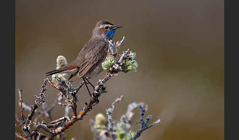 Rotsterniges Blaukehlchen (Luscinia svecica svecica)