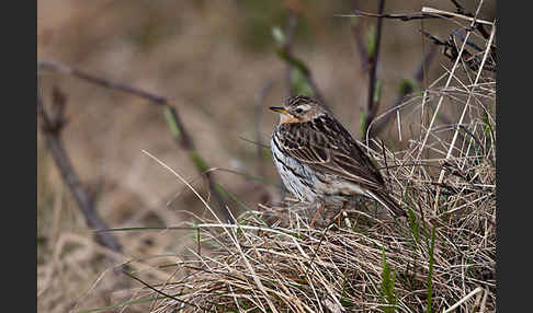 Rotkehlpieper (Anthus cervinus)