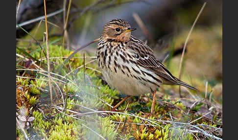 Rotkehlpieper (Anthus cervinus)