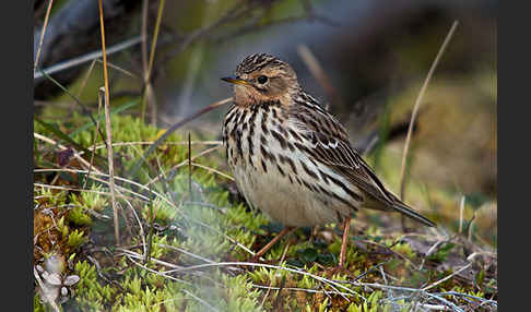 Rotkehlpieper (Anthus cervinus)