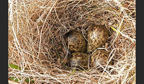 Kampfläufer (Philomachus pugnax)