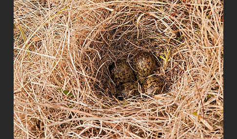 Kampfläufer (Philomachus pugnax)