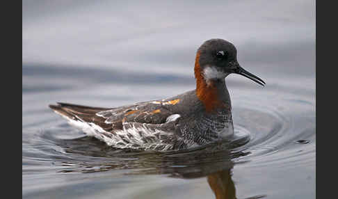 Odinshühnchen (Phalaropus lobatus)