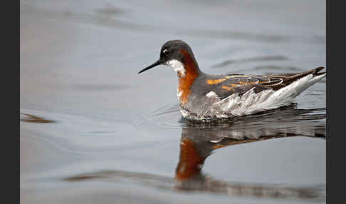 Odinshühnchen (Phalaropus lobatus)