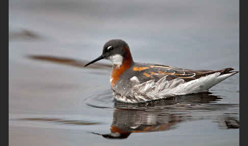 Odinshühnchen (Phalaropus lobatus)