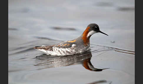 Odinshühnchen (Phalaropus lobatus)