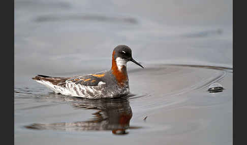 Odinshühnchen (Phalaropus lobatus)