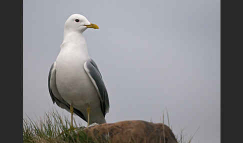 Sturmmöwe (Larus canus)