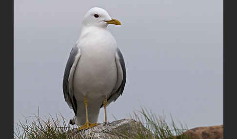 Sturmmöwe (Larus canus)