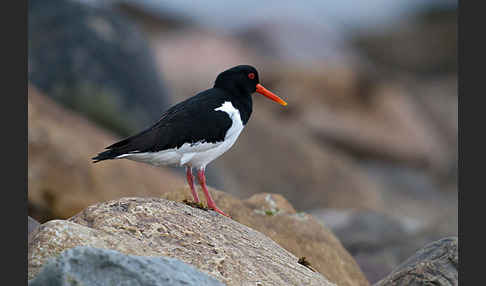 Austernfischer (Haematopus ostralegus)