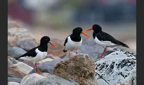 Austernfischer (Haematopus ostralegus)