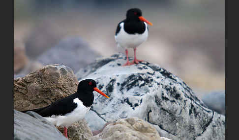 Austernfischer (Haematopus ostralegus)