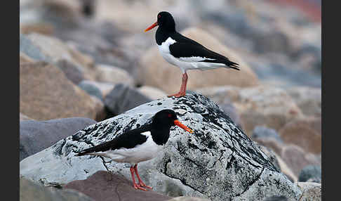 Austernfischer (Haematopus ostralegus)