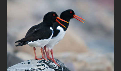 Austernfischer (Haematopus ostralegus)