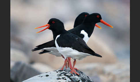 Austernfischer (Haematopus ostralegus)