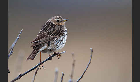 Rotkehlpieper (Anthus cervinus)