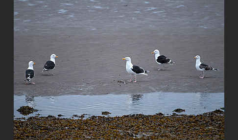 Mantelmöwe (Larus marinus)