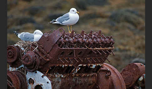 Sturmmöwe (Larus canus)