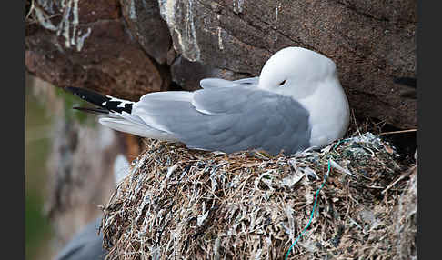 Dreizehenmöwe (Rissa tridactyla)