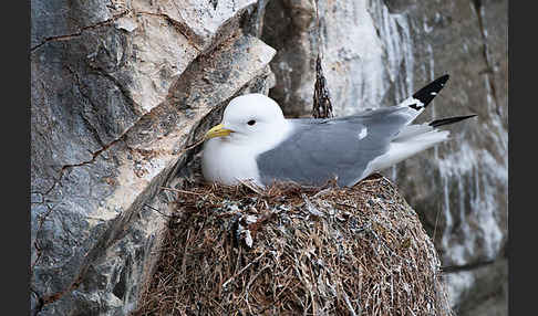 Dreizehenmöwe (Rissa tridactyla)